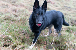 Foto №3. VEO Eastern Shepherd Welpen. Litauen