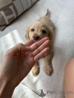 Foto №3. Reinrassige Dackelwelpen sind verspielt, treu und in der Familie aufgewachsen. Deutschland