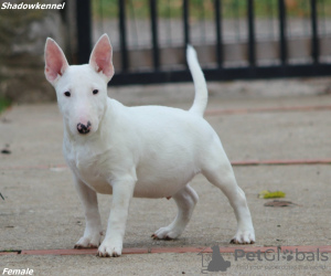 Foto №2 zu Ankündigung № 126558 zu verkaufen bullterrier - einkaufen Serbien 