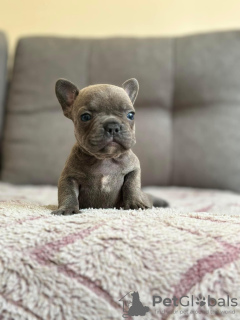 Foto №1. französische bulldogge - zum Verkauf in der Stadt Ostrava | verhandelt | Ankündigung № 115368