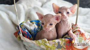 Foto №1. sphynx-katze - zum Verkauf in der Stadt Kreuzlingen | 339€ | Ankündigung № 178746
