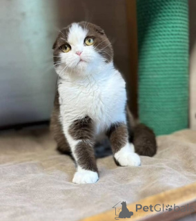 Foto №2 zu Ankündigung № 155693 zu verkaufen britisch kurzhaar - einkaufen Island quotient 	ankündigung