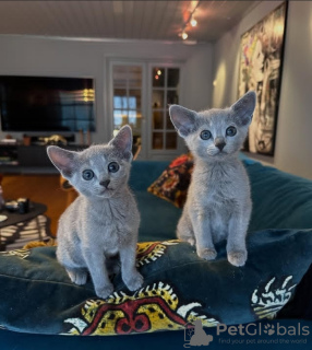 Foto №1. russisch blau - zum Verkauf in der Stadt Rom | verhandelt | Ankündigung № 133536