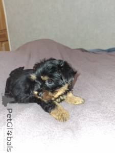 Foto №4. Ich werde verkaufen biewer terrier, yorkshire terrier in der Stadt Stockholm. quotient 	ankündigung, vom kindergarten, züchter - preis - 600€