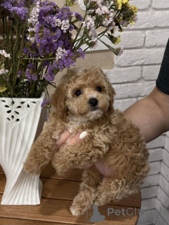 Foto №1. pudel (toy) - zum Verkauf in der Stadt Helsinki | 500€ | Ankündigung № 164024