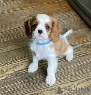 Foto №2 zu Ankündigung № 124062 zu verkaufen cavalier king charles spaniel - einkaufen Finnland quotient 	ankündigung