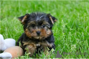 Foto №2 zu Ankündigung № 104856 zu verkaufen yorkshire terrier - einkaufen Australien quotient 	ankündigung