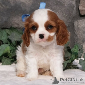 Foto №2 zu Ankündigung № 45716 zu verkaufen cavalier king charles spaniel - einkaufen Brasilien 