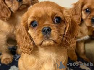 Foto №3. Cavalier King Charles Spaniel Welpen zu verkaufen. Großbritannien