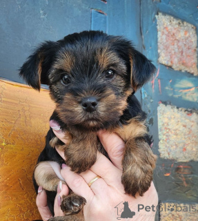 Foto №3. Verkauf von Yorkshire Welpen. Portugal