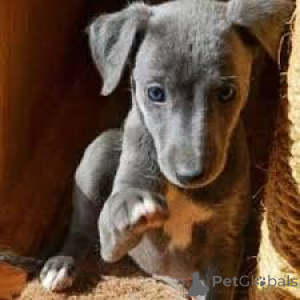 Foto №4. Ich werde verkaufen italienisches windspiel in der Stadt Berlin.  - preis - verhandelt