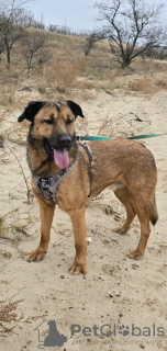 Foto №2 zu Ankündigung № 127436 zu verkaufen mischlingshund - einkaufen Russische Föderation quotient 	ankündigung