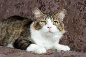 Foto №1.  - zum Verkauf in der Stadt Minsk | Frei | Ankündigung № 149216