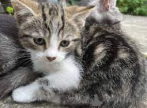 Foto №3. Chatons Amerikanisch Kurzhaar zum Verkauf. Frankreich