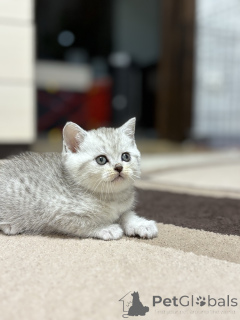 Foto №2 zu Ankündigung № 163066 zu verkaufen schottische faltohrkatze - einkaufen Weißrussland züchter