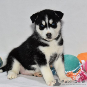 Foto №1. siberian husky - zum Verkauf in der Stadt Даллас | 473€ | Ankündigung № 45615