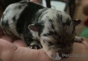 Foto №3. Chihuahua Velpen Merle (Eventwell Blaue Augen). Deutschland