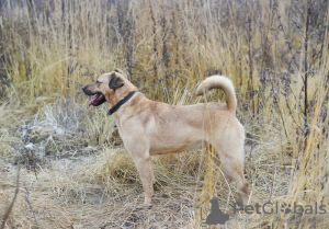 Foto №3. Ein Hund mit schönen Augen sucht den besten Besitzer.. Russische Föderation