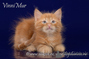Foto №4. Ich werde verkaufen sibirische katze in der Stadt St. Petersburg. vom kindergarten - preis - Frei