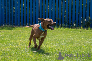 Zusätzliche Fotos: Der freundlichste, sonnige Pitbull Iskander sucht ein Zuhause!