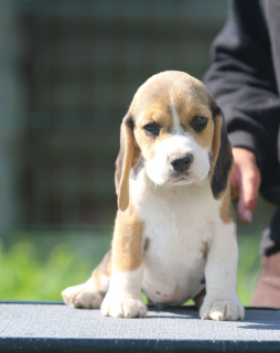 Foto №3. Perfektes Mädchen. Beagle. Weißrussland