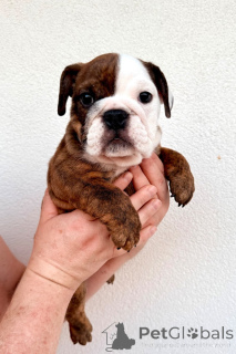 Foto №2 zu Ankündigung № 172330 zu verkaufen englische bulldogge - einkaufen Belgien 