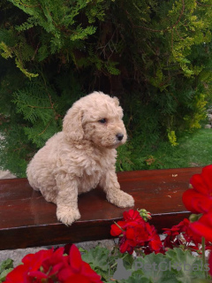 Foto №3. Labradoodle F1. Serbien