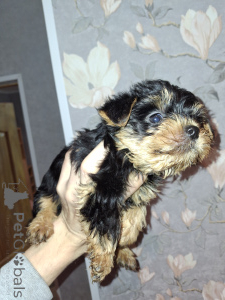 Foto №3. Reinrassige Yorkshire-Terrier-Welpen. Lettland