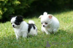 Foto №4. Ich werde verkaufen chihuahua in der Stadt Viersen. quotient 	ankündigung - preis - Frei