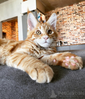 Foto №3. Elegant Maine Coon Kitten Majestätisch und liebevoll!. Deutschland