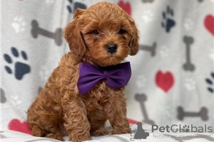 Foto №3. Wunderschöne Cavapoo-Welpen zur kostenlosen Adoption. Deutschland