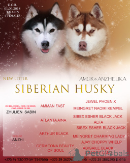 Foto №1. siberian husky - zum Verkauf in der Stadt Браслав | 298€ | Ankündigung № 7802