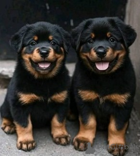 Foto №1. rottweiler - zum Verkauf in der Stadt Bologna | verhandelt | Ankündigung № 157926