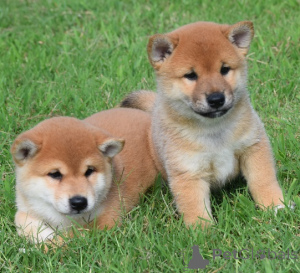 Foto №1. shiba - zum Verkauf in der Stadt Prag | verhandelt | Ankündigung № 178311