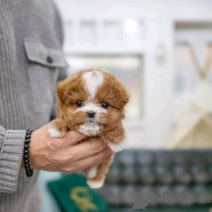 Foto №4. Ich werde verkaufen pudel (toy) in der Stadt Chicago. aus dem tierheim - preis - verhandelt