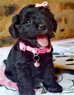 Foto №1. pudel (toy) - zum Verkauf in der Stadt Mailand | 700€ | Ankündigung № 165795