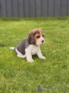 Foto №1. beagle - zum Verkauf in der Stadt Wolfsburg | verhandelt | Ankündigung № 174969