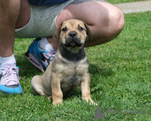 Foto №3. Boerboel-Welpen (Südafrikanischer Mastiff).. Serbien