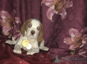 Foto №2 zu Ankündigung № 7985 zu verkaufen beagle - einkaufen Russische Föderation vom kindergarten
