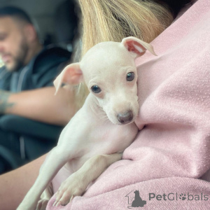 Foto №3. Cucciolo di Levriero Italiano Chic Grazioso, Affettuoso e Pronto pro Una Casa. Deutschland