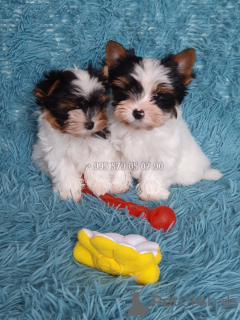 Foto №2 zu Ankündigung № 167461 zu verkaufen biewer terrier - einkaufen Georgien quotient 	ankündigung, vom kindergarten, züchter