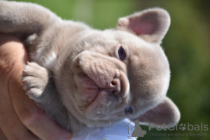 Foto №2 zu Ankündigung № 117780 zu verkaufen französische bulldogge - einkaufen Belgien züchter