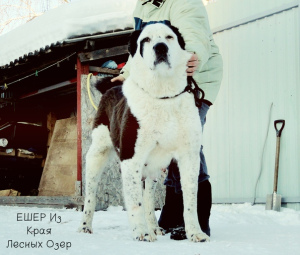 Zusätzliche Fotos: Zentralasiatischer Schäferhund