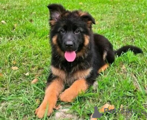Foto №1. deutscher schäferhund - zum Verkauf in der Stadt Cádiz | verhandelt | Ankündigung № 169915