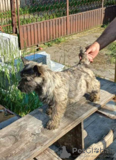 Foto №1. mischlingshund - zum Verkauf in der Stadt Batočina | verhandelt | Ankündigung № 83472