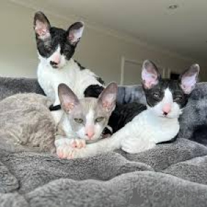 Foto №1. cornish rex - zum Verkauf in der Stadt Paris | 500€ | Ankündigung № 165508