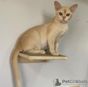 Foto №1. burma-katze - zum Verkauf in der Stadt Sydney | 425€ | Ankündigung № 131256