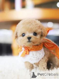 Foto №4. Ich werde verkaufen pudel (toy) in der Stadt Carolina Beach. züchter - preis - verhandelt