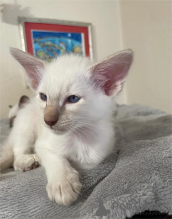 Foto №2 zu Ankündigung № 151543 zu verkaufen balinesenkatze - einkaufen Deutschland 