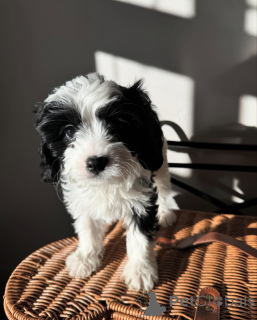 Foto №2 zu Ankündigung № 155452 zu verkaufen cavalier king charles spaniel - einkaufen Niederlande quotient 	ankündigung